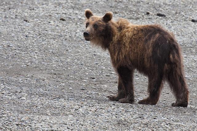 123 Turnagain Arm, Bruine Beer.jpg